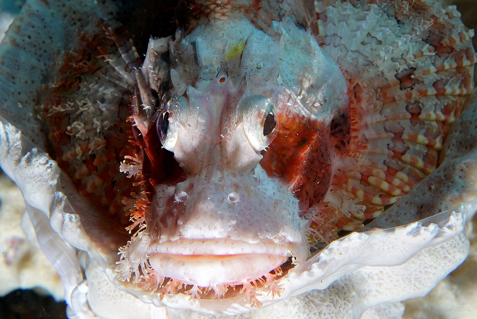 Banda Sea 2018 - DSC05671_rc - Tasseled scorpionfish - Poisson scorpion a houpe - Scorpaenopsis oxycephala.jpg